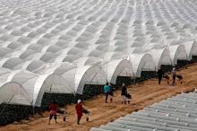 Récolte de fraises en Andalousie, où plus de 18 000 Marocaines travaillent dans les immenses exploitations