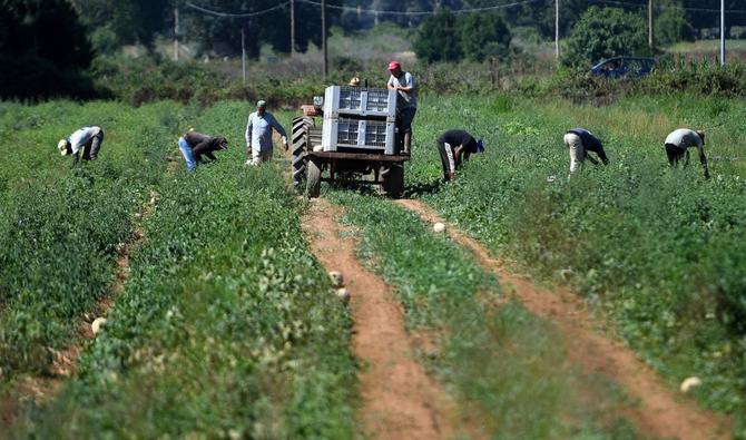 Des ouvriers migrants travaillent dans les champs du village de Bella Farnia près de la ville côtière de Sabaudia, au sud de Rome. (AFP)