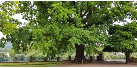 Au secours ! Un tiers des espèces d'arbres va disparaître