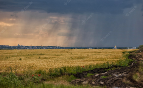 Pluies et orages : des récoltes compromises partout en France
