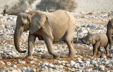 La Namibie frappée de sécheresse met en vente 170 éléphants