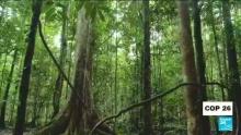 COP26 : une centaine de dirigeants mondiaux s'engagent à enrayer la déforestation