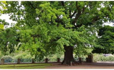 Au secours ! Un tiers des espèces d'arbres va disparaître