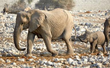 La Namibie frappée de sécheresse met en vente 170 éléphants