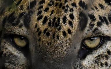 Près de 70% de la faune sauvage a disparu depuis 1970, selon le WWF