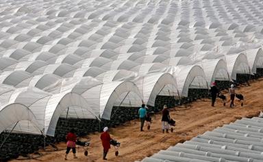 Récolte de fraises en Andalousie, où plus de 18 000 Marocaines travaillent dans les immenses exploitations